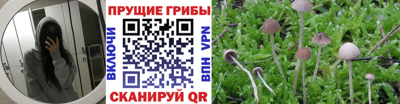 купить   Сухой Лог  Галлюциногенные грибы мицелий 